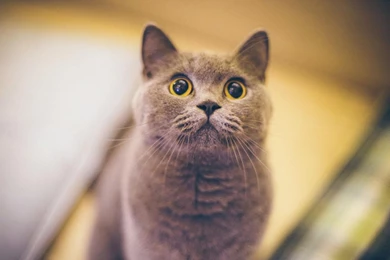 Cat Wallpapers   Android Apps On Google Play