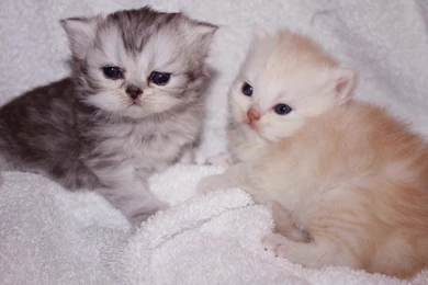 17 Funny And Clever Kitten Best Wallpapers HD   MoreWallpapers.com