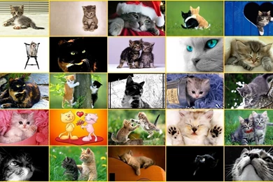 Cute Kitten   Cute Kittens Wallpapers (18854330)   Fanpop