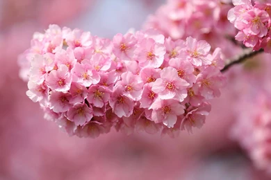 Charming Feminine Pink Flowers HD Wallpapers 7 － Flower Wallpapers ...