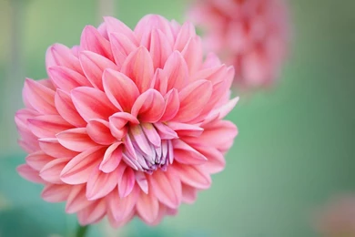 Charming Feminine Pink Flowers HD Wallpapers 10 － Flower ...