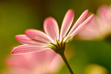 Charming Feminine Pink Flowers HD Wallpapers 3 － Flower Wallpapers ...