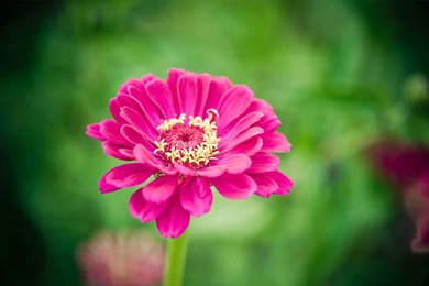 Charming Feminine Pink Flowers HD Wallpapers 9 － Flower Wallpapers ...