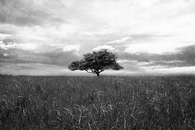 Nature & Landscape Black And White Vintage Scene Wallpaper. Black ...