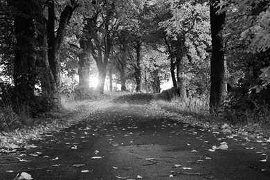 Nature & Landscape Black And White Autumn Breeze Wallpaper. Black ...