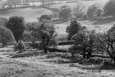 Wooded Landscape Black And White Wallpapers   1440x900 Pixels