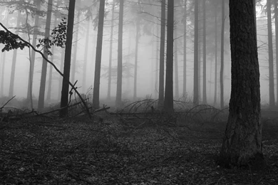 Tree Wallpapers Black And White