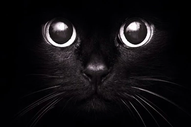 Black Cat In The Dark Wallpapers   Free iPhone Wallpapers