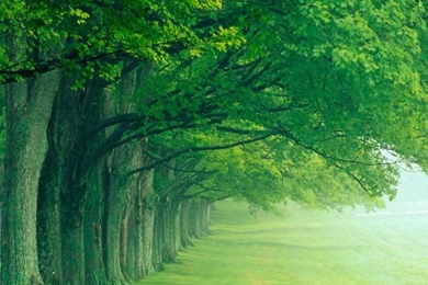 Nature Wallpapers Free Download