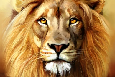 Lion Head Backgrounds