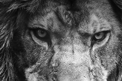 Beauty Black And White Lion King Backgrounds Roar Backgrounds Chanxed •