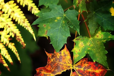 Hd Wallpapers For Mobile