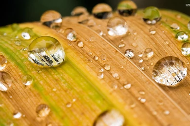Water Drops On A Leaf : Desktop And Mobile Wallpapers : Wallippo