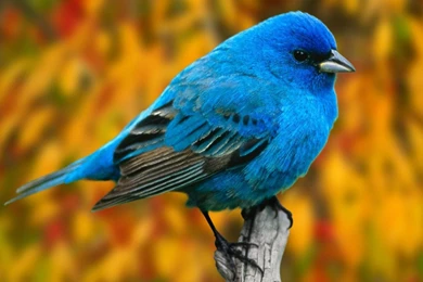 Wallpapers For Mobile Free   HD Wallpapers And Pictures