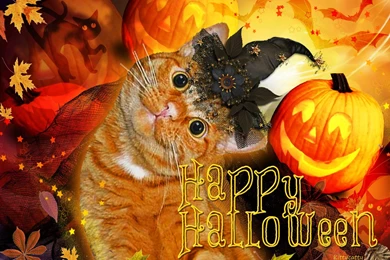 Cats: Happy Halloween Cat Jacko Lantern Cats Pumpkins Cute Animals ...