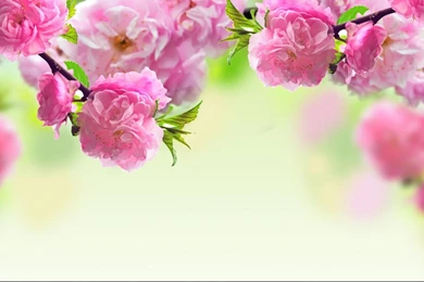 PC Wallpapers Free Download 1366x768,desktop Wallpapers