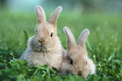 Bunnies