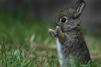 Baby Bunny Wallpapers   Wallpapers Cave