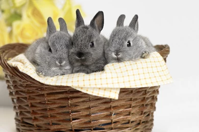 Cute Bunnies Wallpapers » WallDevil   Best Free HD Desktop And ...
