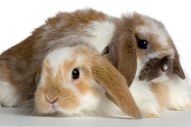Download The Cuddling Bunnies Wallpaper, Cuddling Bunnies iPhone ...