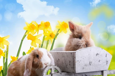 EASTER BUNNIES WALLPAPER   (