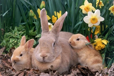 THREE CUTE EASTER BUNNIES WALLPAPER   (