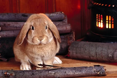 Bunny Backgrounds Wallpapers