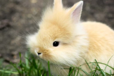 Fluffy Baby Rabbits Wallpapers For Mobile   Wallpapers