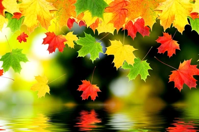 Autumn Fall Foliage Water Wallpapers