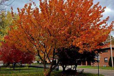 Other: Golden Autumn Fall Foliage Best Wallpapers For High ...