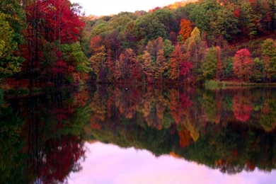 FALL FOLIAGE WALLPAPER   (