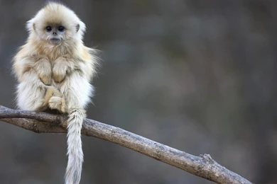 Wallpapers For Cute Monkey Wallpapers