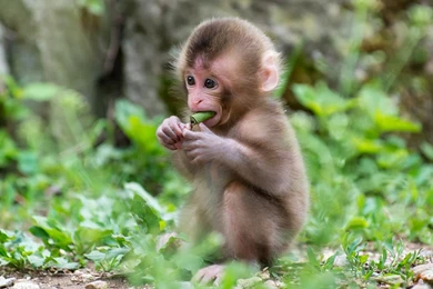 Top 16 Most Cute And Beautiful Monkey Wallpapers In HD ( New ...