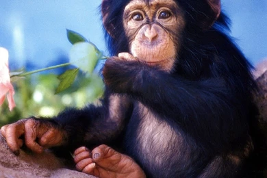 Wallpapers Baby Animals Cute Monkey Kids Free New 1024x768 ...