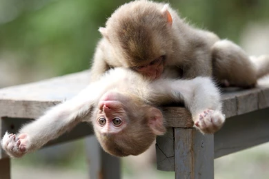 Baby Monkeys Picture, Cute Monkey Playing With Each Other, Close ...