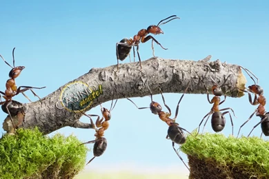 Ants HD Wallpapers