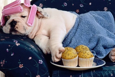 Cute Dog Hd Widescreen Desktop Wallpapers Wallpapers At GetHDPic.com