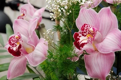 Free Hd Anime Hd Wallpapers 3D