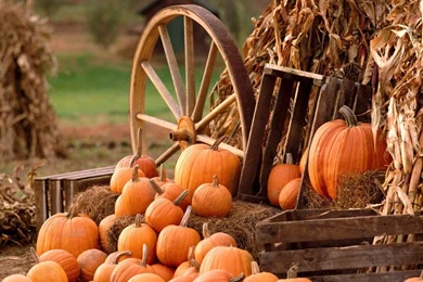 Pumpkin Backgrounds Free   Wallpapers Cave