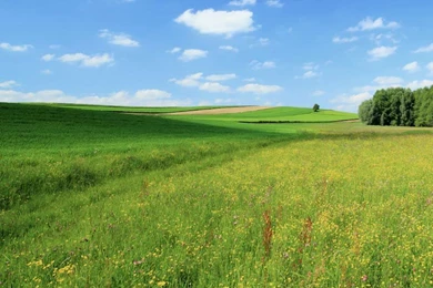 Finger Lakes Farms: Home