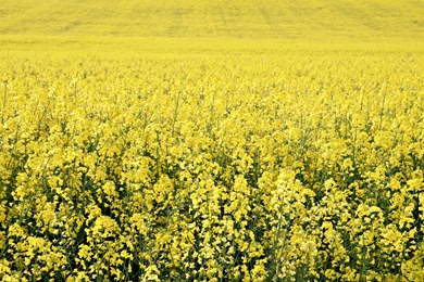 Canola Plants On The Farm Backgrounds Image