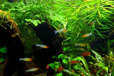 Green Aquarium Hd Wallpapers   (