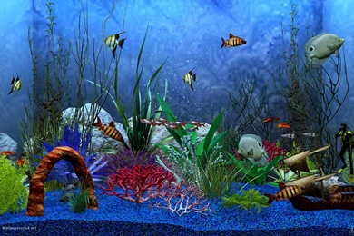 Aquarium Backgrounds Wallpapers   Danasrhp.top