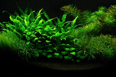 Aquarium Wallpapers Fish Tank