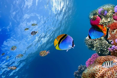 Aquarium Wallpapers   Android Apps On Google Play