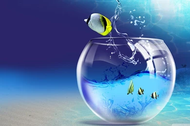 Fish Jumping Out Of Aquarium HD Desktop Wallpapers : Widescreen ...