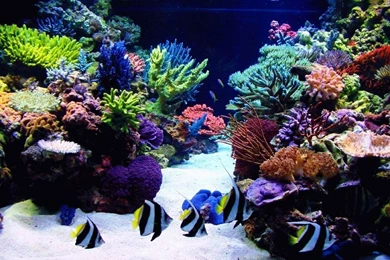 Hd Fish Tank Wallpapers   Danasrhp.top