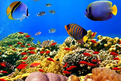 Aquarium HD Wallpapers   Android Apps On Google Play