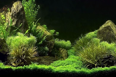 29432 Aquarium 1920x1080 Photography Wallpapers