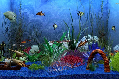 HD Aquarium Fish Tank Computer Wallpapers Full Size ...